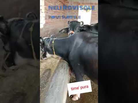 neli before sale milk 🥛 record c 14+ no vapari no dalaal contact farmers 👉9530851202🙏💕