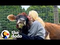 19 Year Old Blind Cow Loves To Hug Her Dad The Dodo