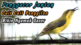 Download lagu CUITAN SOGON BETINA GACOR BIKIN NAIK EMOSI‼️PANCINGAN SEMUA SOGON AGAR CEPAT RESPON BUNYI GACOR mp3