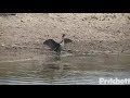 SWFL Eagles Cormorant Catches Eats Big Fish At Pond 4 13 18