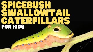 Spicebush Swallowtail Caterpillars for Kids | Learn all about these "snakehead" insects
