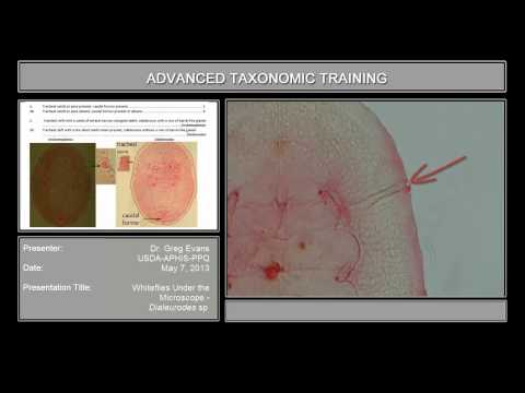 Whiteflies under the microscope - <em>Dialeurodes</em> sp.