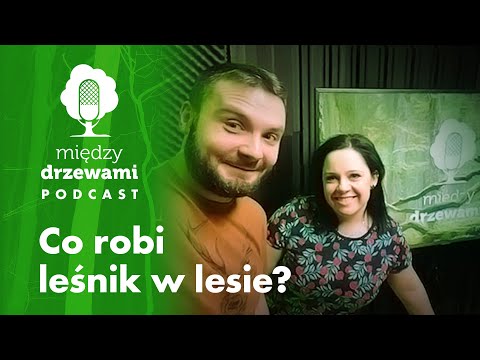 Between the Trees #6 What does a forester do in the forest? | PODCAST