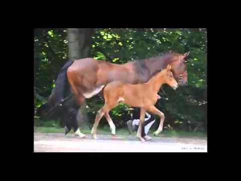 Viva la Vida Hannoveraner fohlen