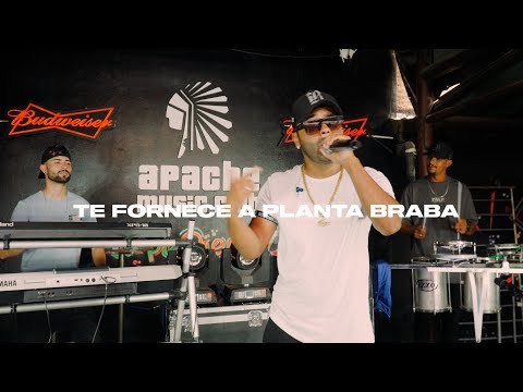 Grave Explosão - Te Fornece a Planta Braba - DvD Explosão de Hits