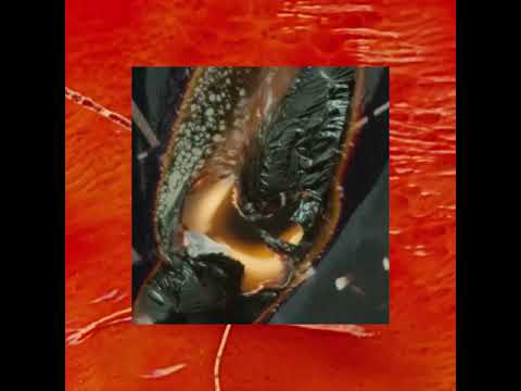 Parra for Cuva - Dream Reverb (Visuals)