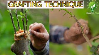 Download lagu Popular Method 😨Of GRAFTING PLANTS | Grafting Tips🍀 #grafting #videos #skill mp3 Download lagu Popular Method 😨Of GRAFTING PLANTS | Grafting Tips🍀 #grafting #videos #skill mp3