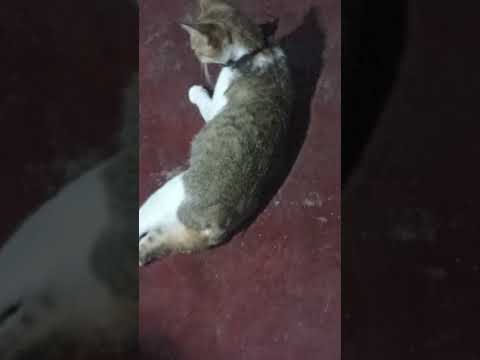 como son los gatos sin cola, extraña condición para un felino, Tuzantan Chiapas México ánimo