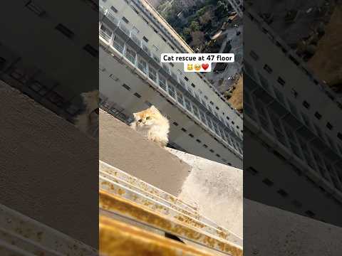 47th Floor se cat rescue huyi || cat rescue mission || cute cat and kittens || cutest cat in India