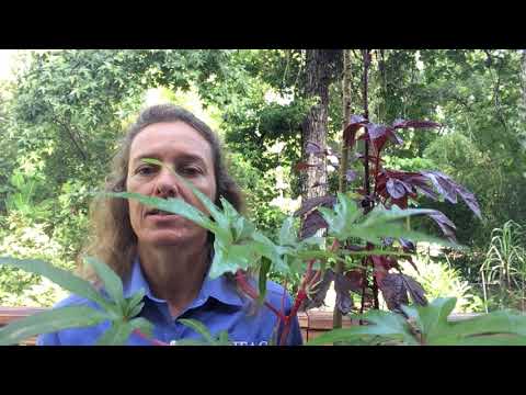 Three Types of Edible Hibiscus