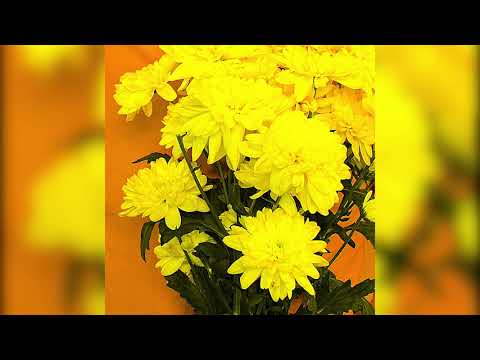 download lagu mp3 mp4 Hazeldene, download lagu Hazeldene gratis, unduh video klip Hazeldene
