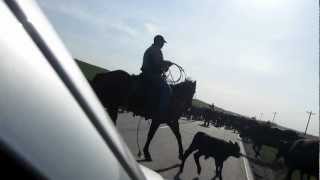 preview picture of video 'Cattle Drive'