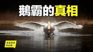 [問卦] 鵝跟吉娃娃哪個兇