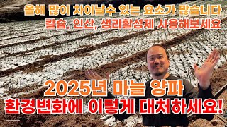 2025년 양파,마늘은 웃자람과 병해에 특히 주의하셔야합니다| 칼슘, 인산 생리활성제 공급이 필요한 이유! …