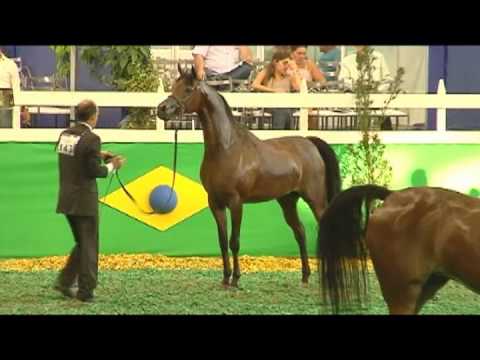 LL Beauty Dream Brazilian National Champion Mare