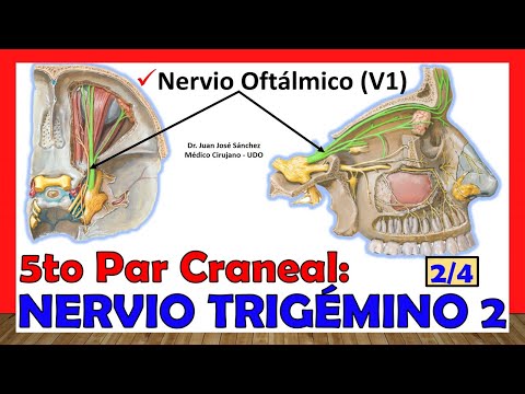 🥇 5to Par Craneal - NERVIO TRIGÉMINO 2/4 - Nervio Oftálmico (V1)