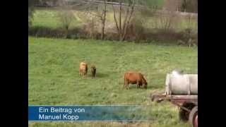 preview picture of video 'Bulle tötet Landwirt in Scheden'