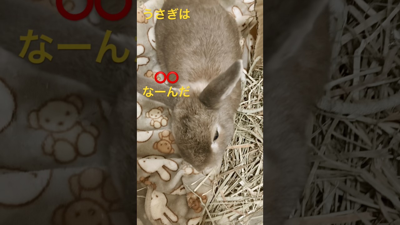 うさぎは神獣さま