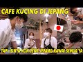 CAFE KUCING JEPANG TAPI ISINYA KOK MALAH CEWE JEPANG KAWAI