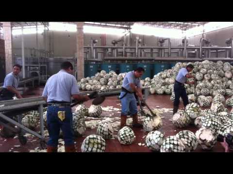 download lagu mp3 mp4 Roasted Agave Hearts, download lagu Roasted Agave Hearts gratis, unduh video klip Roasted Agave Hearts