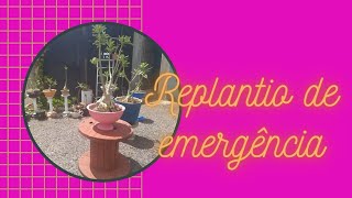 Replantio de emergncia  pedido de orao aos afetados pelo temporal 