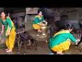 Rajasthan Buffalo Milking Buffalo Milking Village Girl Cow Buffalo Viralvideo Farmers Village Girl