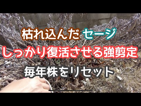 園芸 グラハムセージ