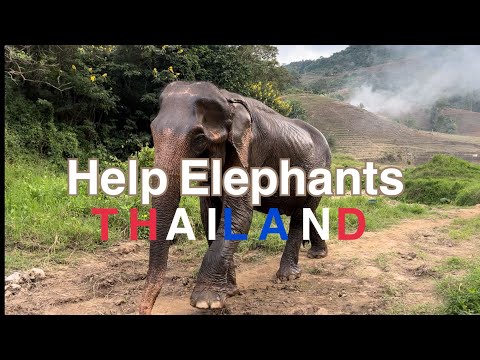 Ajude os elefantes em Chiang Mai, Tailândia - Mae Sa Elephant Camp & Sanctuary