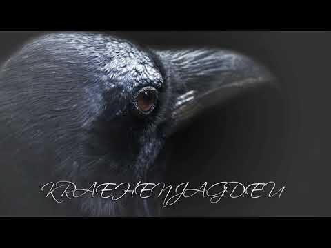 Lockruf der Krähe / Ruf der Rabenkrähe (Corvus corone): Sammelruf - Willkommensruf