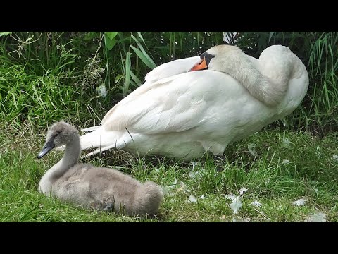Mute Swan Cygnus olor — fakty o druhu, rozšírenie a obranné správanie (busking)