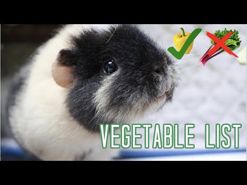 , title : 'Vegetables for Guinea Pigs (When to Feed and How Much)'