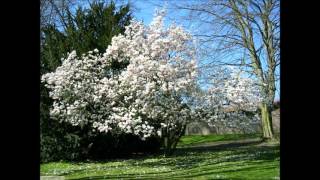 Deaf Center White Lake (2005) [Spring]