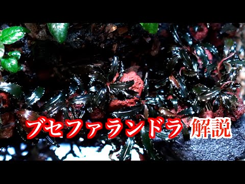 ビブリス アクアティカ