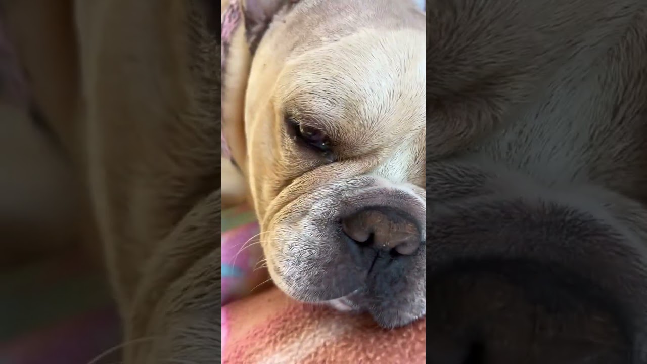 Good Morning ☀️ From precious Tank 💕Resting comfortably. Good Morning ☀️ From precious Tank 💕Resting comfortably.