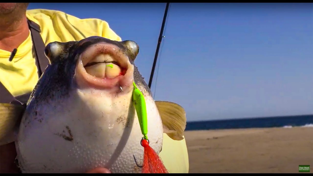 EPIC Inshore Fishing Adventure Rooster Fish Catch Clean Cook Catching fish 1 after the other!