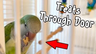 Quaker Parrot Starts Taking Treats Through Cage Door