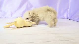 ハーフ犬の動画01