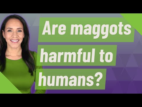 Are maggots harmful to humans?