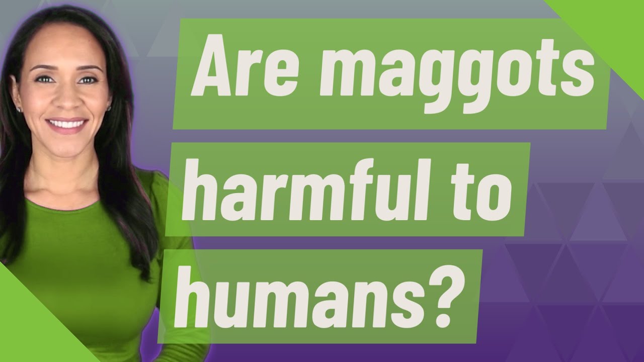 Can maggots harm humans?