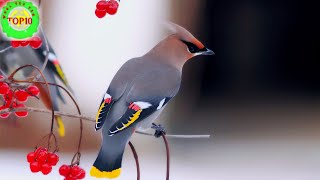 Top 10 Most Beautiful Birds In The World