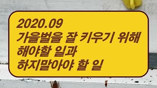 2020.09 가을벌을 잘 키우기 위해 해야할 일과 하지 말아야 할 일