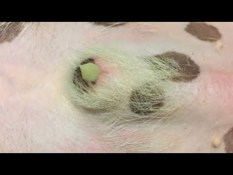 POR QUE mi PERRO tiene PUS en sus PARTES | BUENO o MALO