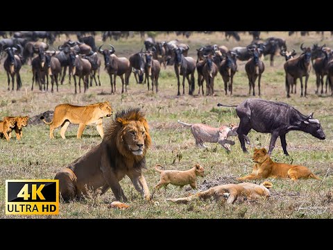 4K African Wildlife: Addo Elephant National Park - Scenic Wildlife Film With Real Sounds