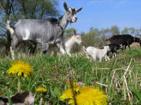 My Choice 639 - Ziehrer: Casimir Waltz