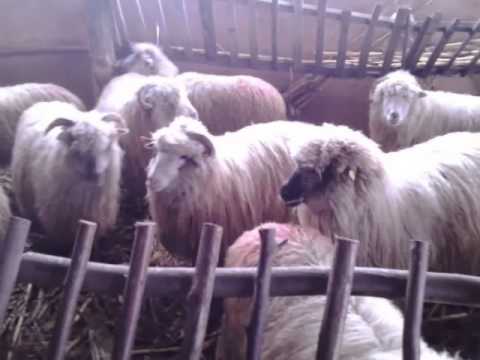 Oile lui Alin din Feisa