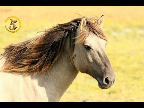 , title : 'Złota Piątka: Najdroższe konie świata!'