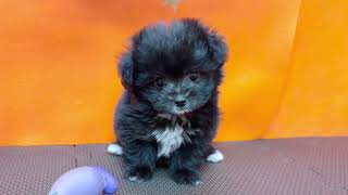 ハーフ犬の動画01