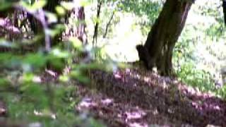 preview picture of video 'Wildkatze im Nationalpark Eifel'