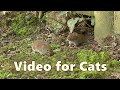 Cat And Mouse TV Videos For Cats To Watch Mice