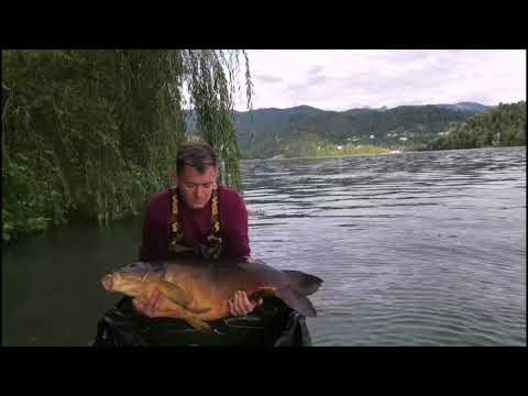 Bled Carpfishing Slovenia